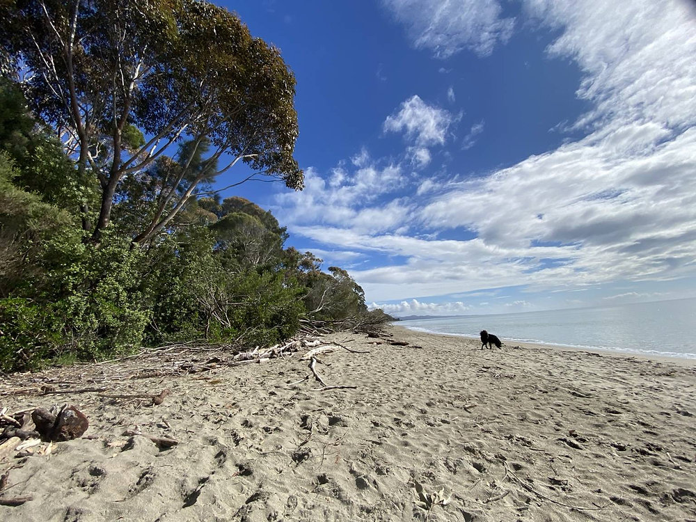 Dog-Friendly Golden Bay: The Best Spots to Explore with Your Four-Legged Friend